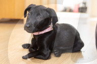 FEATURE - Roo der Labrador-Welpe wurde mit sechs Beinen geboren