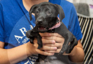 FEATURE - Roo der Labrador-Welpe wurde mit sechs Beinen geboren