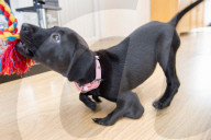FEATURE - Roo der Labrador-Welpe wurde mit sechs Beinen geboren