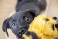 FEATURE - Roo der Labrador-Welpe wurde mit sechs Beinen geboren