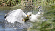 FEATURE - Enten-Jagd: Eine Möwe frisst im Wildfowl and Wetlands Trust in Arundel ein Entenküken