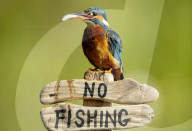 FEATURE - Kann ja eh nicht lesen: Ein Eisvogel auf einem "Nicht Fischen"-Schild in Lincoln