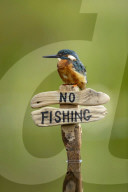 FEATURE - Kann ja eh nicht lesen: Ein Eisvogel auf einem "Nicht Fischen"-Schild in Lincoln