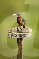 FEATURE - Kann ja eh nicht lesen: Ein Eisvogel auf einem "Nicht Fischen"-Schild in Lincoln