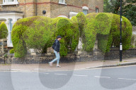 FEATURE - Formschnittgärtnerei: Die Elefantenhecke nahe dem Finnsbury Park in London
