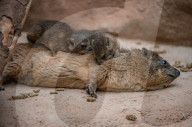 FEATURE - Junge Klippschliefer im Zoo von Chester