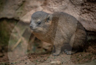 FEATURE - Junge Klippschliefer im Zoo von Chester
