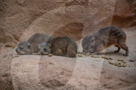 FEATURE - Junge Klippschliefer im Zoo von Chester