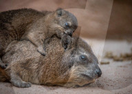 FEATURE - Junge Klippschliefer im Zoo von Chester