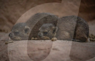 FEATURE - Junge Klippschliefer im Zoo von Chester