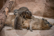 FEATURE - Junge Klippschliefer im Zoo von Chester