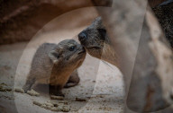 FEATURE - Junge Klippschliefer im Zoo von Chester