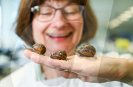 FEATURE - Rivalität in der Ehe: Forscherpaar entdecken nach einem Streit über Gartenschnecken ein neues Antibiotikum