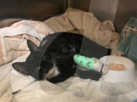 FEATURE - Kein Schonwaschgang: Kätzchen Komet hat ein Nickerchen in der Waschine gemacht - und wurde versehentlich gewaschen und geschleudert