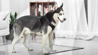 FEATURE -  Kamera für den Hund