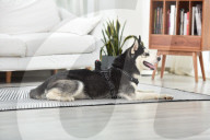 FEATURE -  Kamera für den Hund