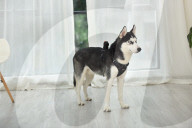 FEATURE -  Kamera für den Hund