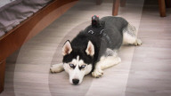 FEATURE -  Kamera für den Hund