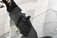 FEATURE -  Kamera für den Hund