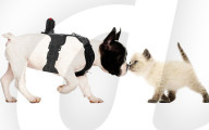 FEATURE -  Kamera für den Hund