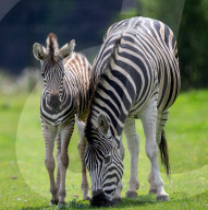FEATURE - Nach Tierparkbesuch: Zebrafolen wird nach Spice Girl Geri Horner benannt