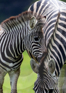 FEATURE - Nach Tierparkbesuch: Zebrafolen wird nach Spice Girl Geri Horner benannt
