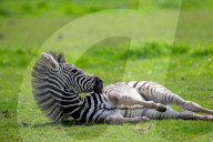 FEATURE - Nach Tierparkbesuch: Zebrafolen wird nach Spice Girl Geri Horner benannt