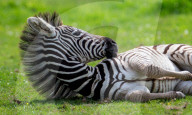 FEATURE - Nach Tierparkbesuch: Zebrafolen wird nach Spice Girl Geri Horner benannt