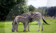 FEATURE - Nach Tierparkbesuch: Zebrafolen wird nach Spice Girl Geri Horner benannt