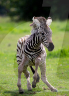 FEATURE - Nach Tierparkbesuch: Zebrafolen wird nach Spice Girl Geri Horner benannt