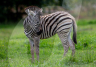 FEATURE - Nach Tierparkbesuch: Zebrafolen wird nach Spice Girl Geri Horner benannt