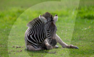 FEATURE - Nach Tierparkbesuch: Zebrafolen wird nach Spice Girl Geri Horner benannt