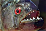 FEATURE - Bald in Japan auf dem Teller: Piranhas