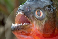 FEATURE - Bald in Japan auf dem Teller: Piranhas