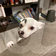 FEATURE - Sieht wie aus wie ein Bond-Bösewicht: Hund Lucky aus Thailand
