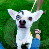 FEATURE - Sieht wie aus wie ein Bond-Bösewicht: Hund Lucky aus Thailand