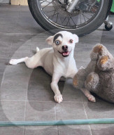 FEATURE - Sieht wie aus wie ein Bond-Bösewicht: Hund Lucky aus Thailand