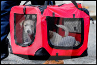 NEWS - Boris Johnsons neuer Jack-Russell-Welpe trifft in Downing Street 10 ein