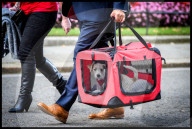 NEWS - Boris Johnsons neuer Jack-Russell-Welpe trifft in Downing Street 10 ein