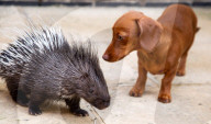 FEATURE -  Pieksige Freundschaft: Stachelschwein Diablo und Dackel Fig
