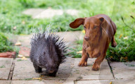 FEATURE -  Pieksige Freundschaft: Stachelschwein Diablo und Dackel Fig