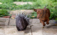 FEATURE -  Pieksige Freundschaft: Stachelschwein Diablo und Dackel Fig