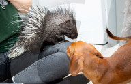 FEATURE -  Pieksige Freundschaft: Stachelschwein Diablo und Dackel Fig