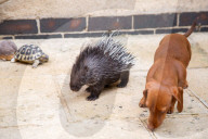 FEATURE -  Pieksige Freundschaft: Stachelschwein Diablo und Dackel Fig