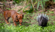 FEATURE -  Pieksige Freundschaft: Stachelschwein Diablo und Dackel Fig