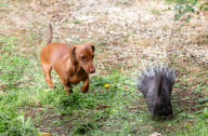 FEATURE -  Pieksige Freundschaft: Stachelschwein Diablo und Dackel Fig