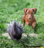FEATURE -  Pieksige Freundschaft: Stachelschwein Diablo und Dackel Fig