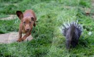 FEATURE -  Pieksige Freundschaft: Stachelschwein Diablo und Dackel Fig