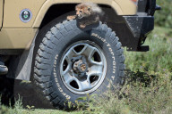 FEATURE - Gepard-Junge versteckt sich im Kotflügel eines Jeeps in Tansania