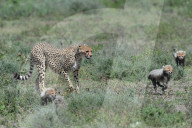 FEATURE - Gepard-Junge versteckt sich im Kotflügel eines Jeeps in Tansania